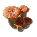 Red Bolete