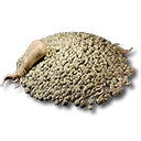 Redjade Ginseng Seed